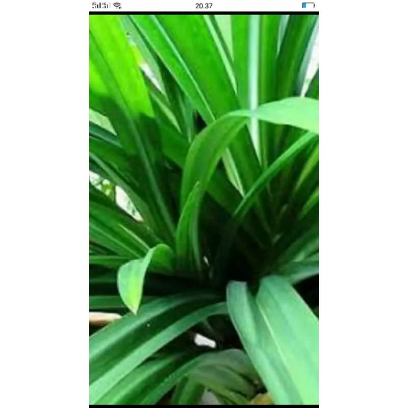 

daun pandan segar
