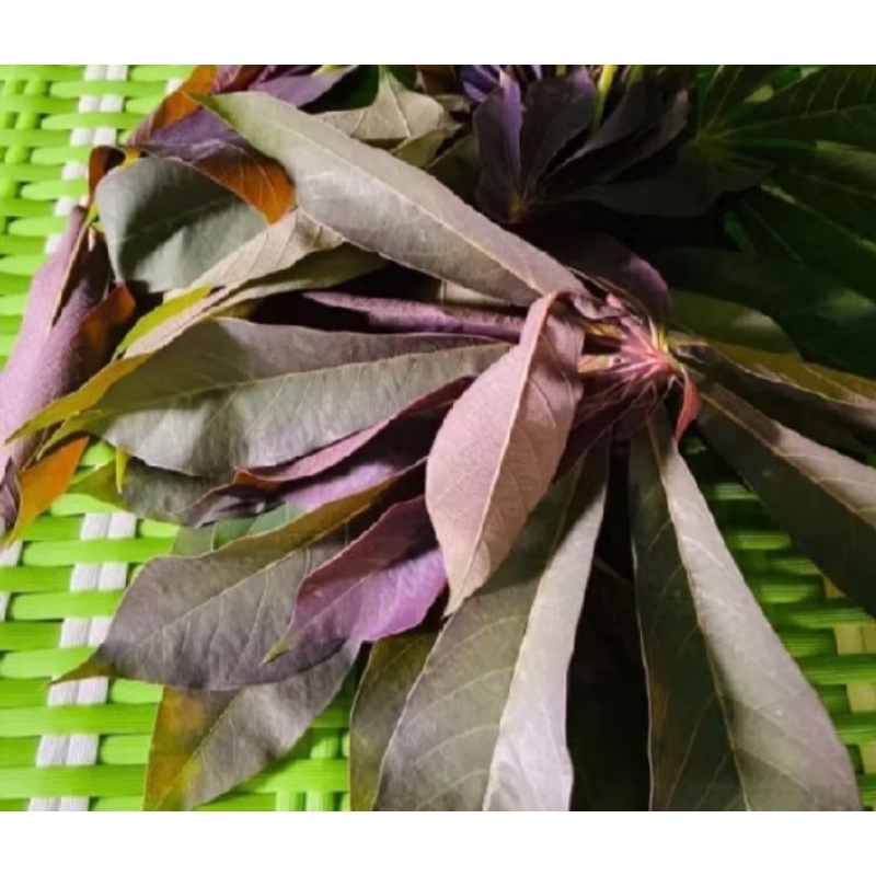 

daun singkong sapi Kuru dan daun singkong racun segar 250 grm