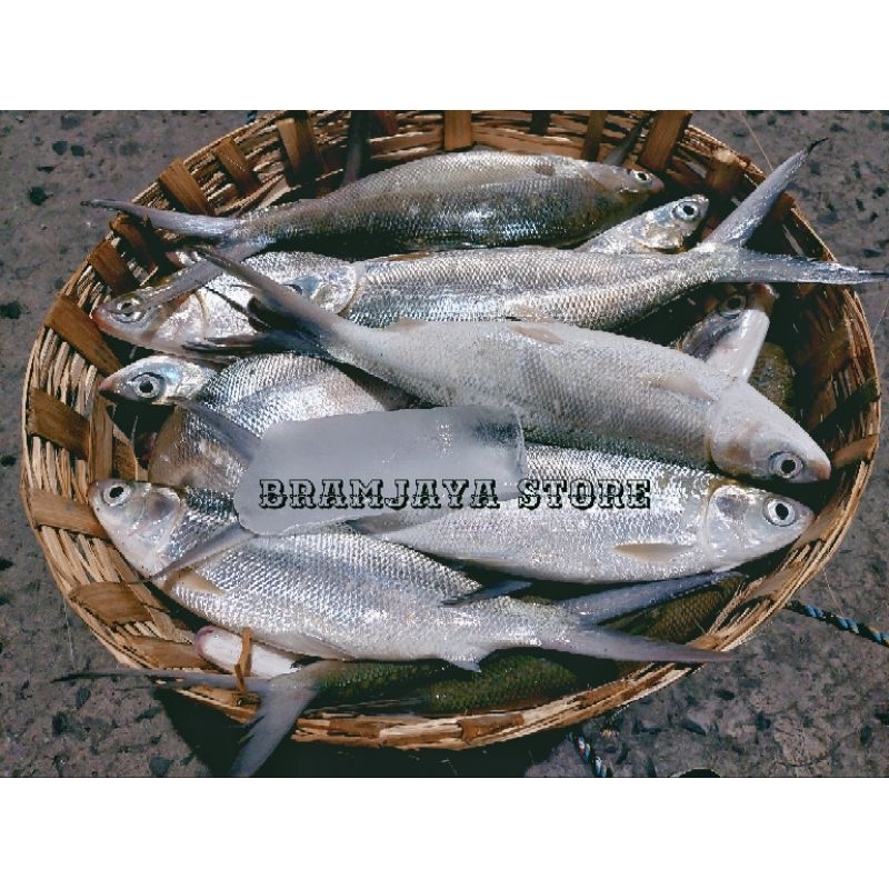 

Ikan Bandeng Segar Gemuk DiBersihkan