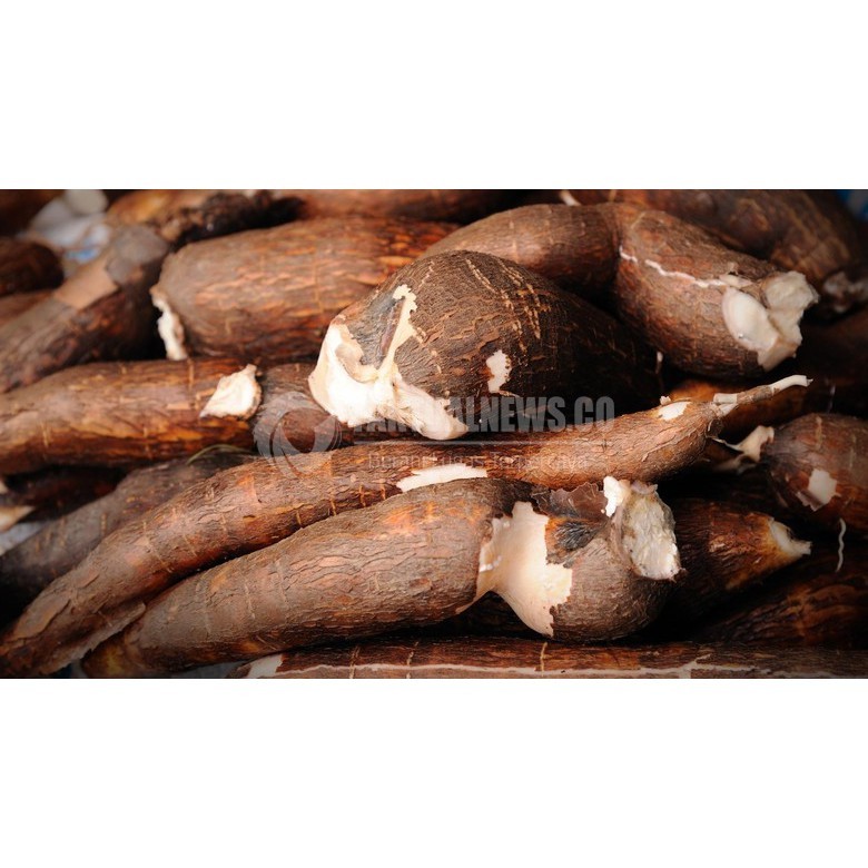 

Singkong racun singkong sapi kuru 1kg