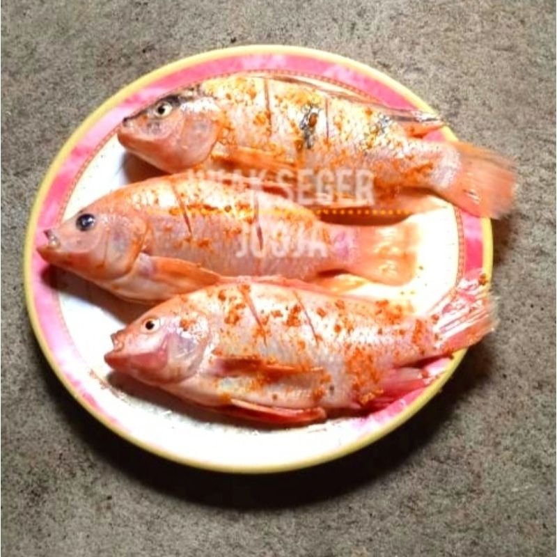 

ikan NILA Bumbu isi 3 - siap Goreng
