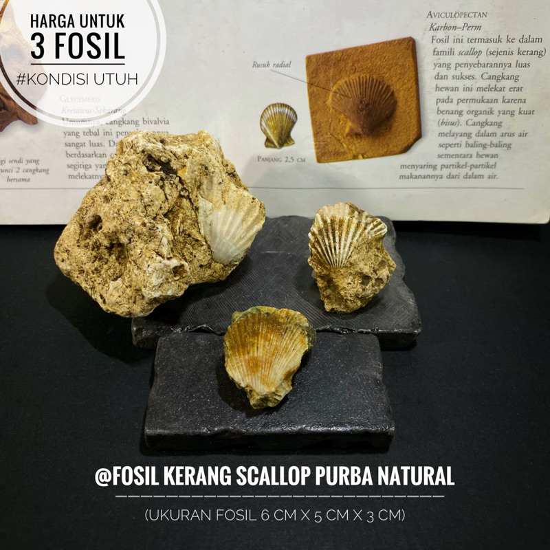 Fosil Kerang Scallop Purba Natural B48 atau Fosil Keong atau Fossil Biota Laut atau Fosil Temuan ata