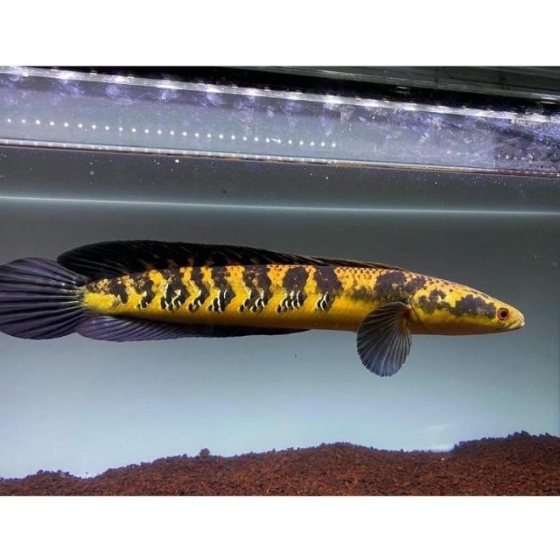 hiasan aquarium channa maru ys borneo 15-17 cm