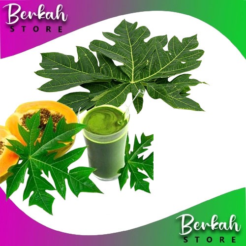 

Fresh Daun Pepaya Segar Organik 1 ikat (200gram)