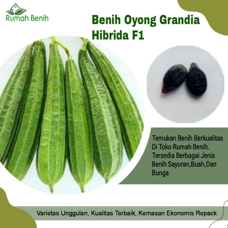 Benih Oyong Super Grandia Hibrida F1 / Bibit Benih Oyong Hibrida / Biji Benih Oyong / Benih Sayuran 