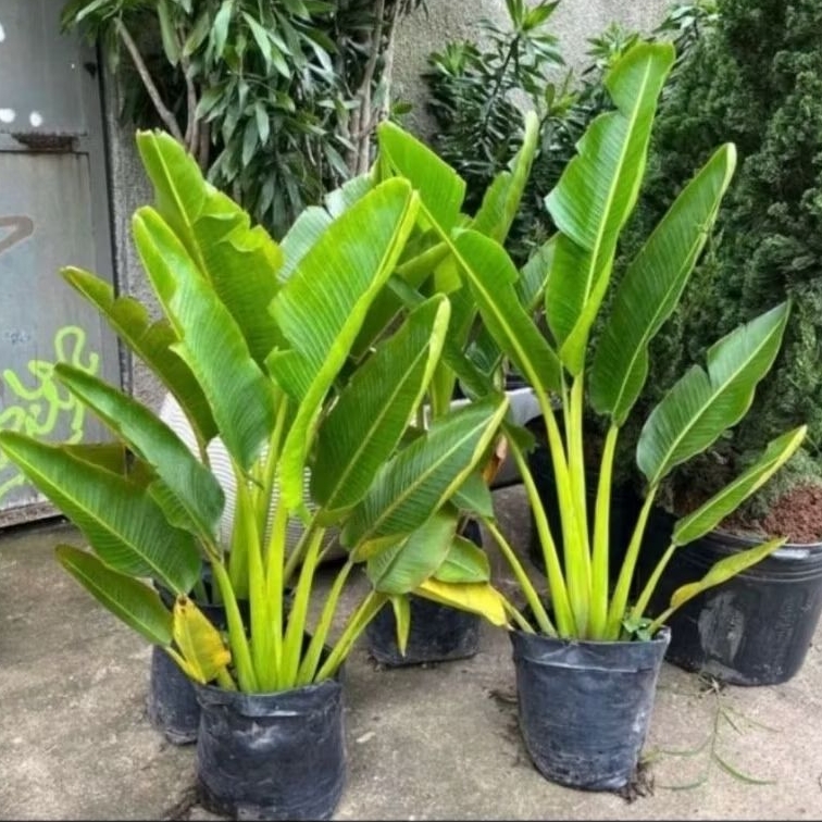 Tanaman hias Pisang Kipas / Tanaman indoor Pisang Kipas