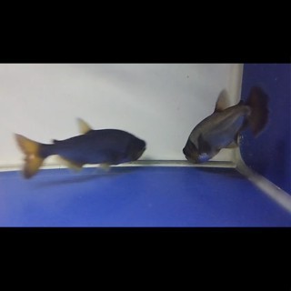Payara Amartus fish 15-16cm