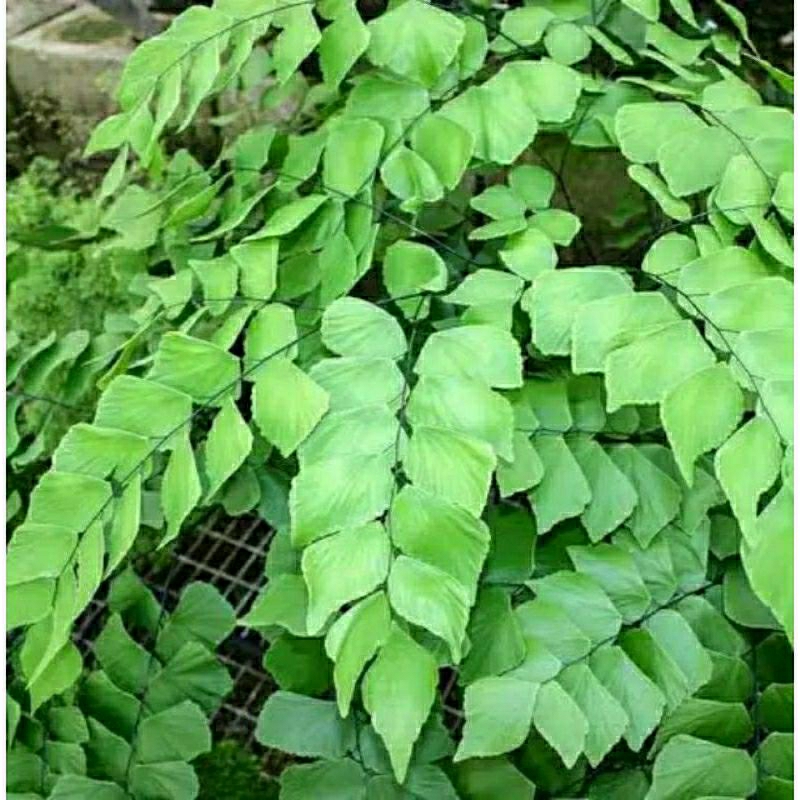 tanaman hias suplir rimbun