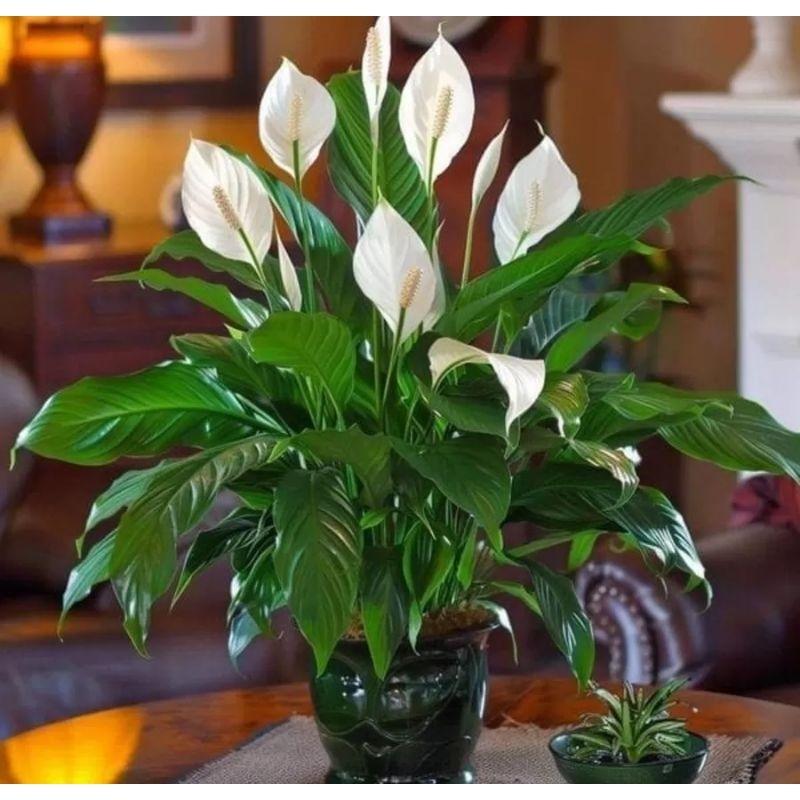 Tanaman hias sepatu filum sudah berbunga - sepstu filum