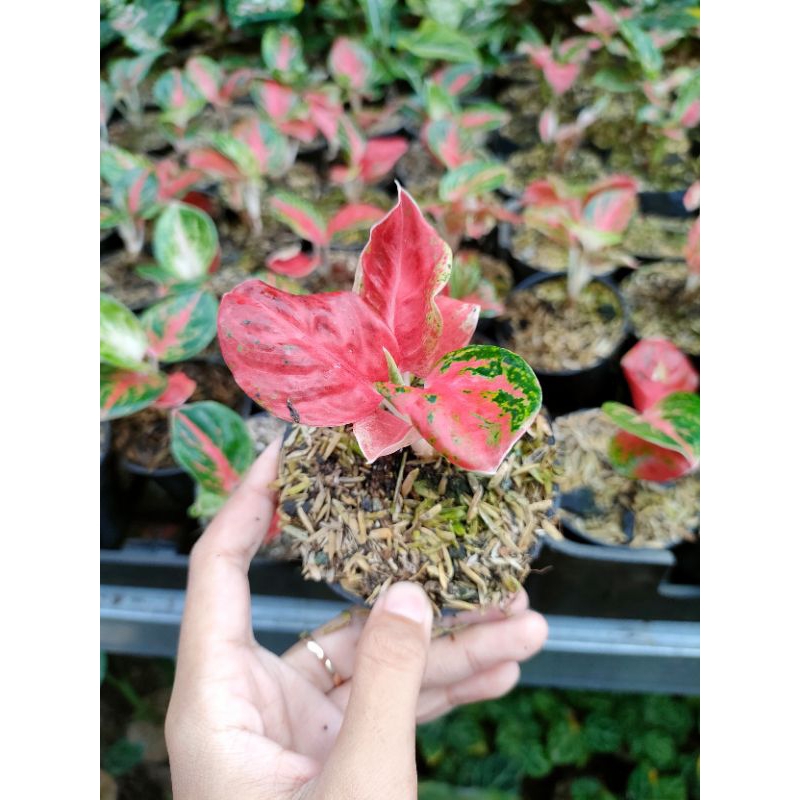 aglonema wulandari baby