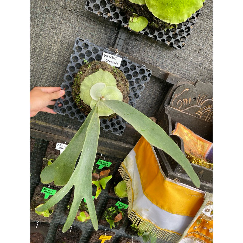 Platycerium Vietchii lemonie