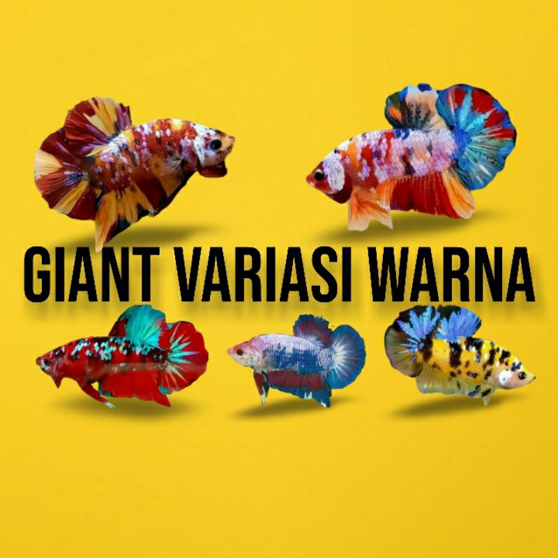 Cupang Giant Male Variasi Warna / Multicolor / Red koi / Yellow Koi / Hiasan Aquatic / Obat Hijau