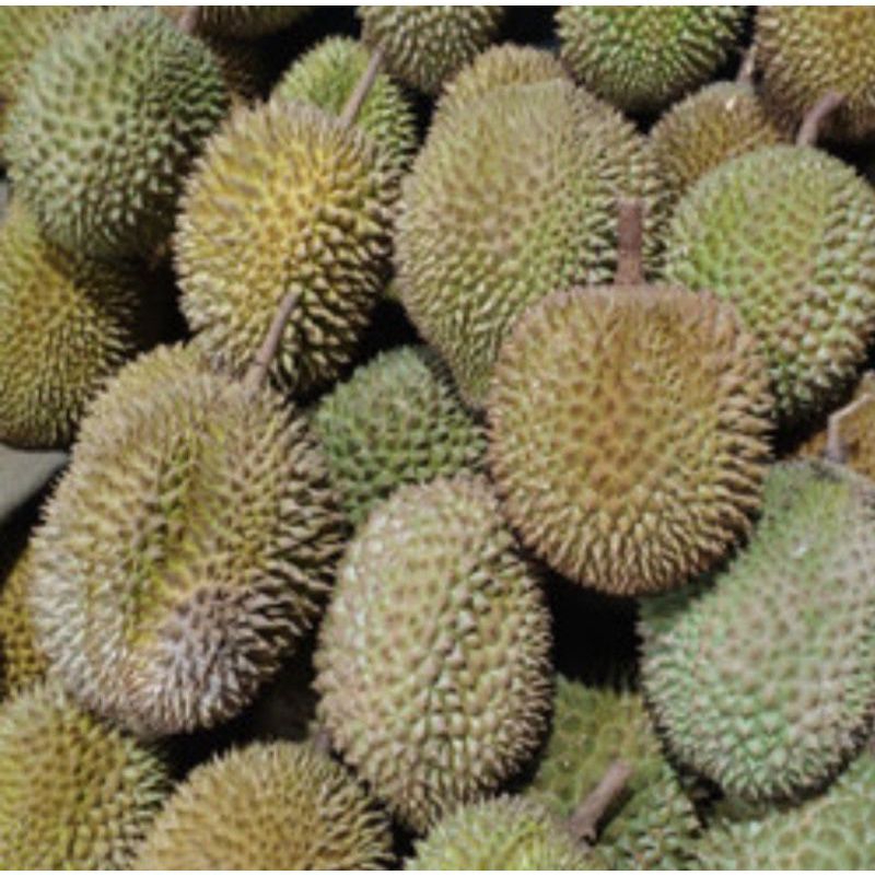 

DURIAN MEDAN SUPER perbuah