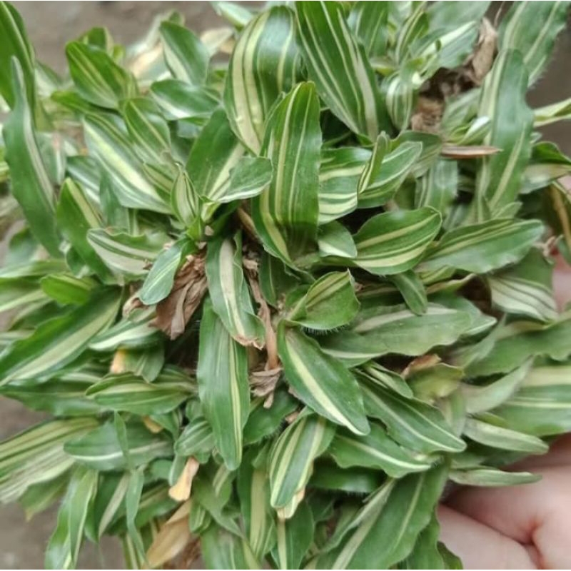 RUMPUT GAJAH MINI VARIGATA,rumput gajah putih 2 meter