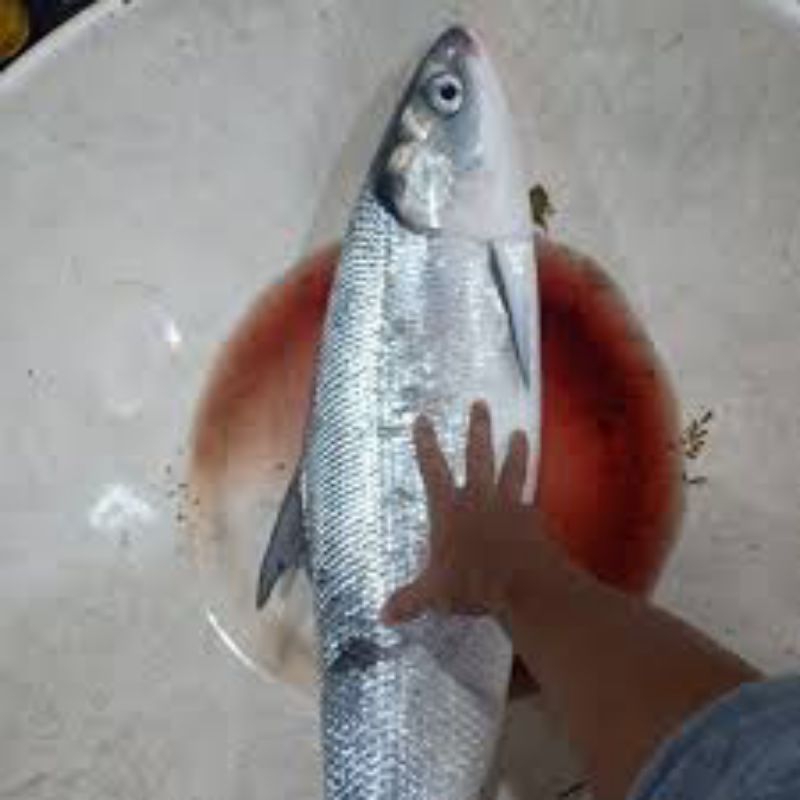 

Bandeng Jumbo Special Imlek Per ekor Berat 1-5 Kg Bandeng Super Bandeng Imlek