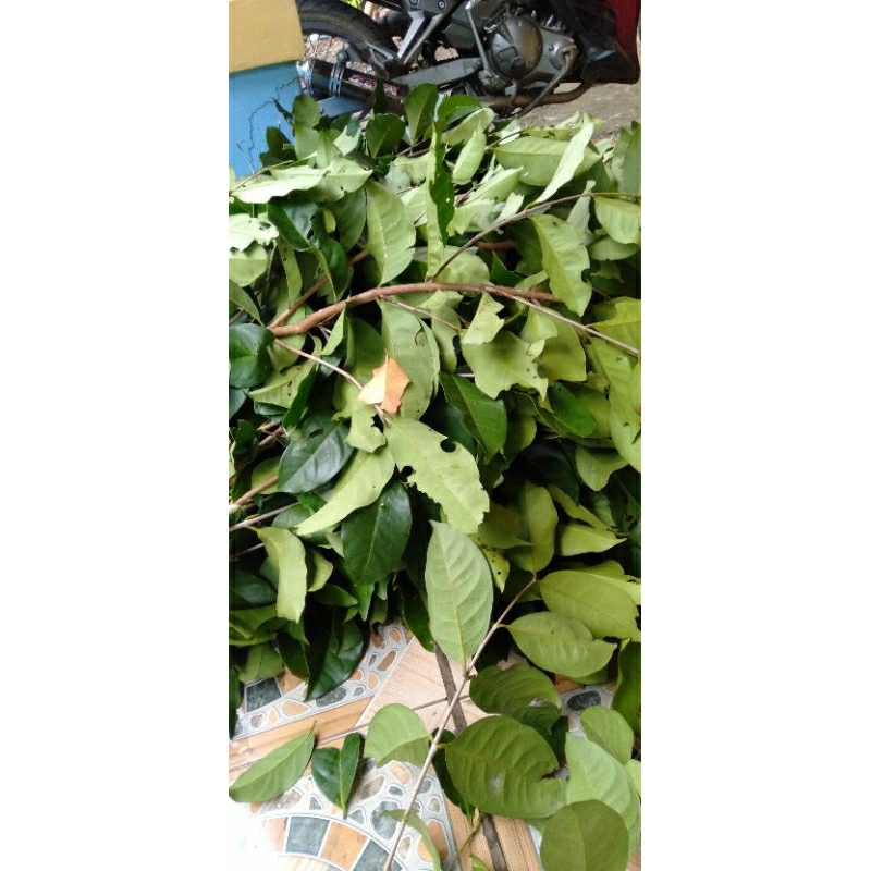 

daun salam kering dan basah 250 gram