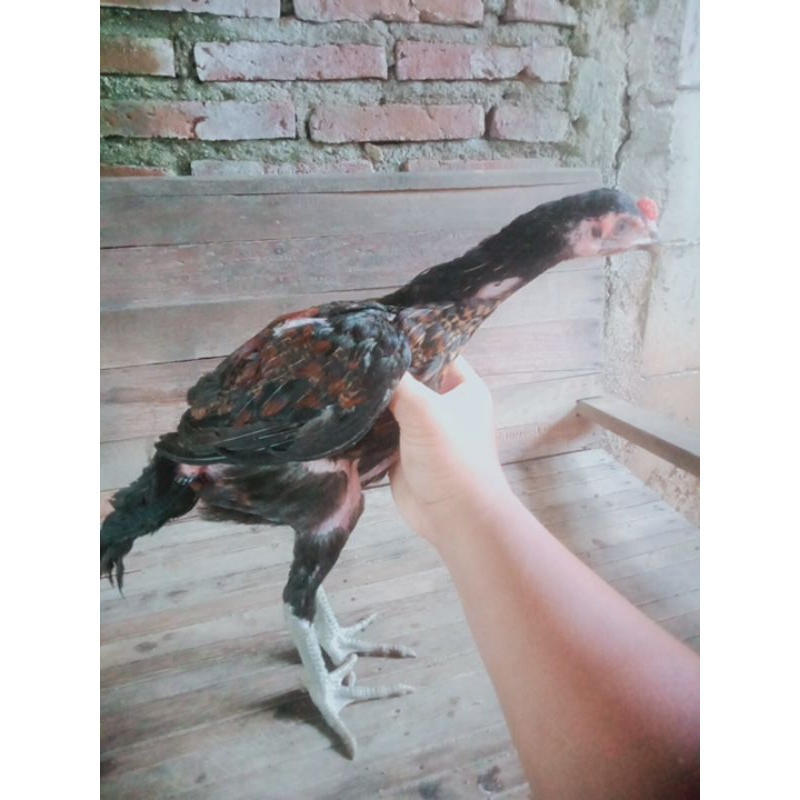 

ayam birma umur 4bln