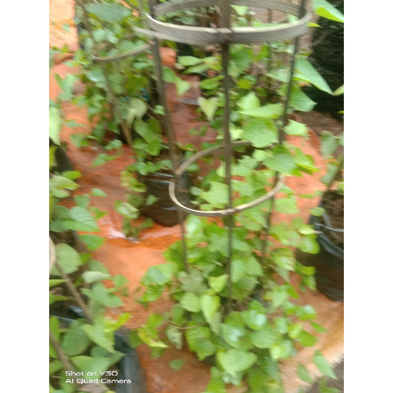 tanaman hias air mata pengantin/tanaman rambat air mata pengantin