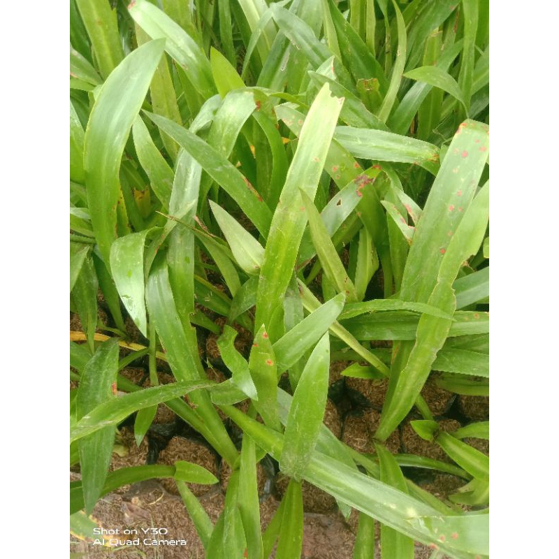 tanaman hias bakung lele/tanaman bakung lele/pohon bakung lele