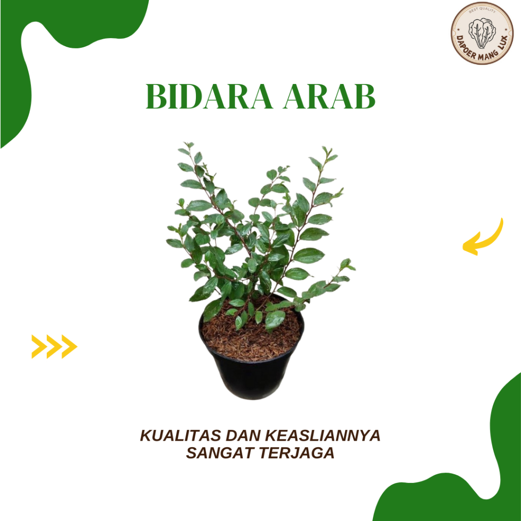 

DRIED SERBUK DAUN BIDARA ARAB BEST SELLER