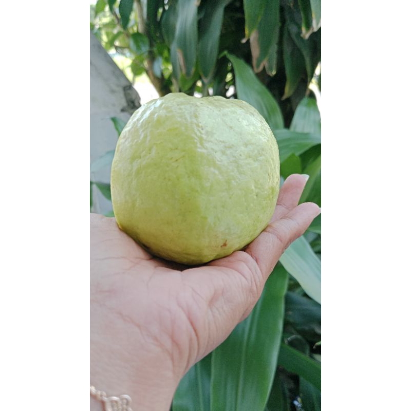 

Jambu Kristal Non Biji Grade A 1 kg isi 3 s/d 4