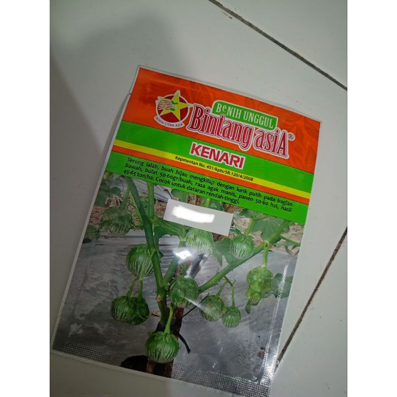 Benih terong hijau Bintang Asia KENARI