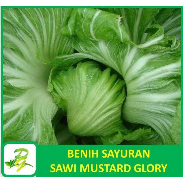 PEERINA BENIH SAYURAN : Benih Sawi Mustard Glory Sawi Asin Pahit Mustard Glory