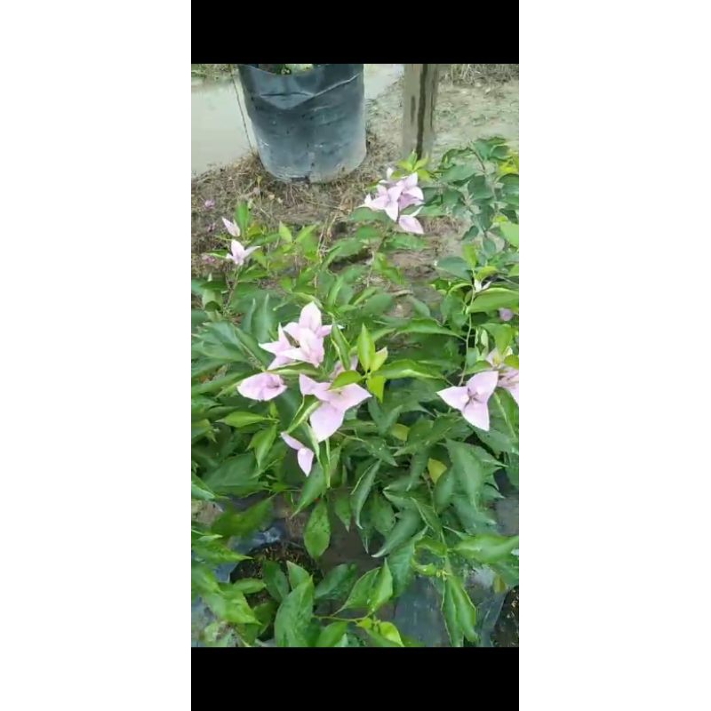 Bougenville ungu bangkok