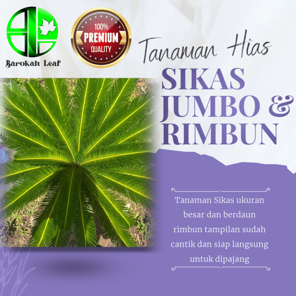 Tanaman Hias Sikas Ukuran Jumbo Sehat dan Berakar Lebat