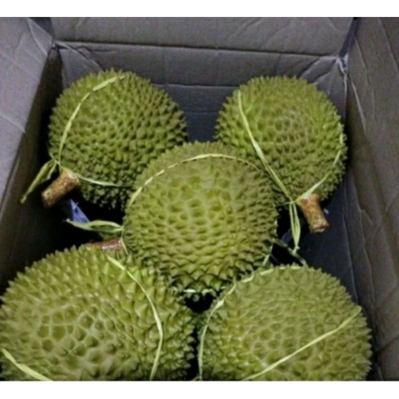 

DURIAN JUMBO isi 1