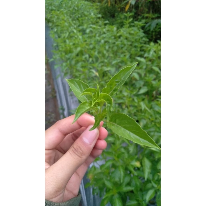 

Kemangi Segar 1 kg area purworejo