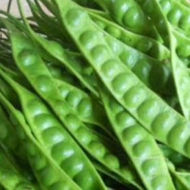 

PETE/PETAI FRESH ISI 20 LONJOR TERMURAH