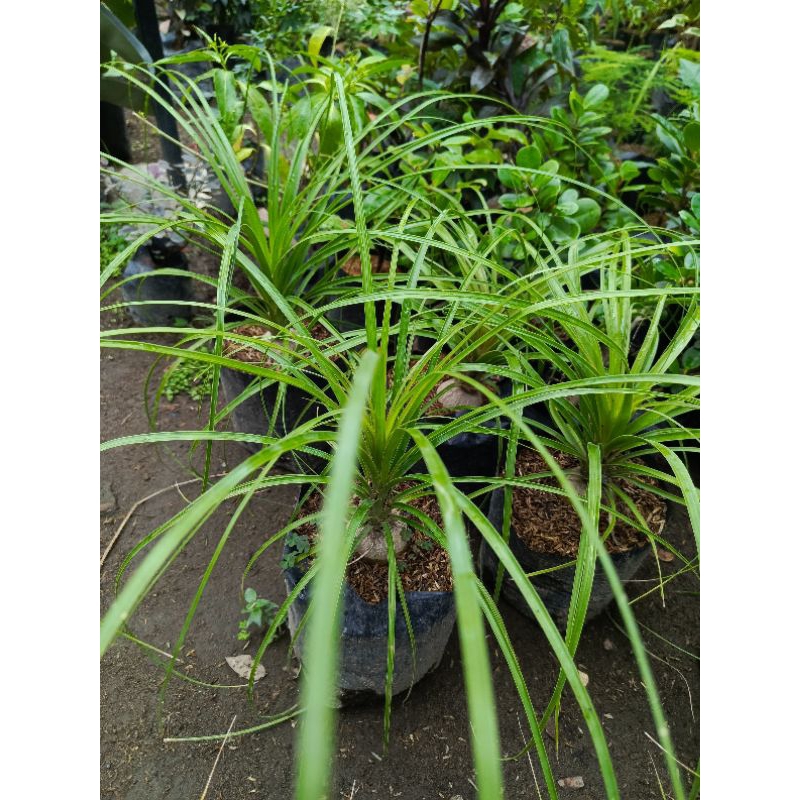Tanaman Hias Palem Nolina