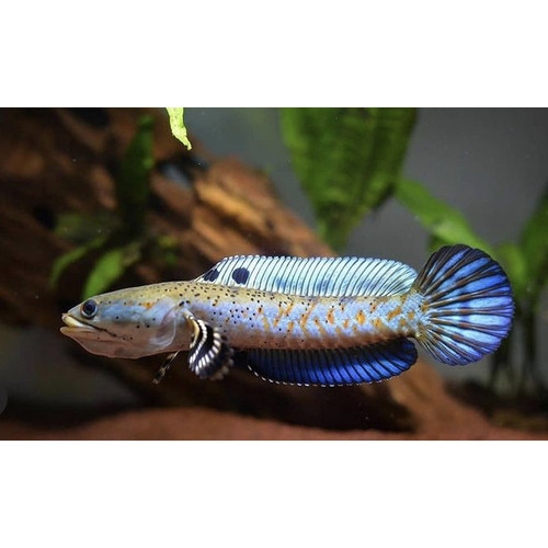 Jual Channa blue pulchra baby / Jual Channa pulchra baby bahan bagus