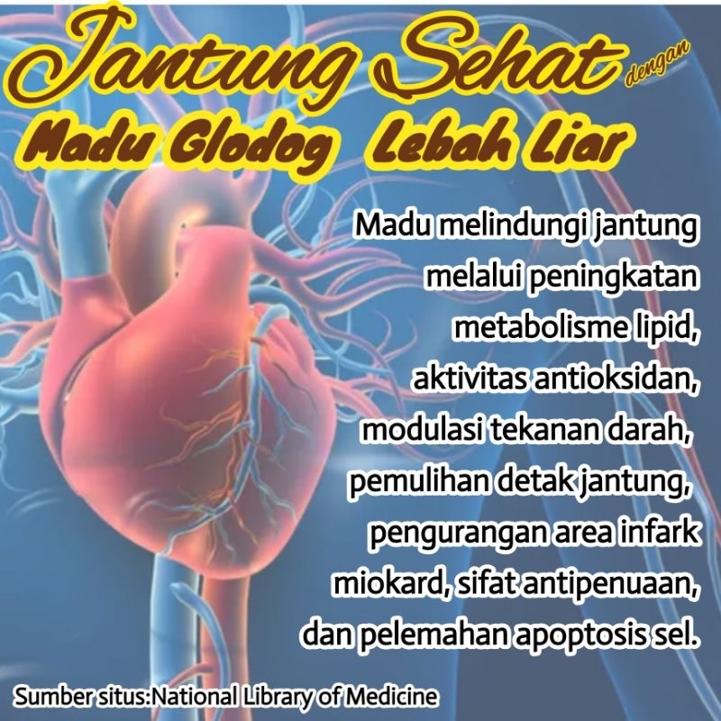 

Madu Jantung Madu glodog lebah liar. hasil buruan di bebatuan,glodog pohon, bukit. bukan madu kiloan