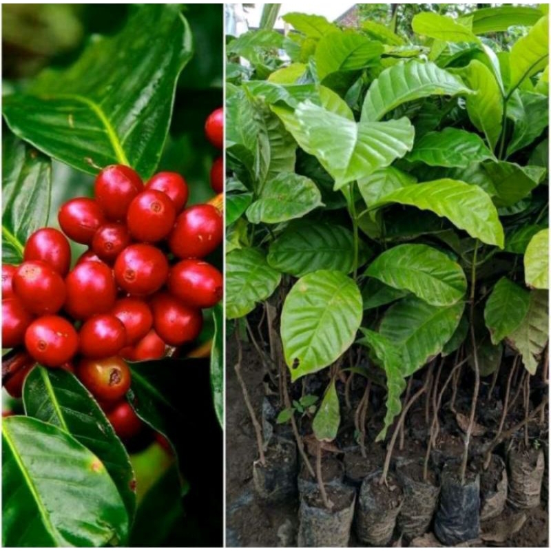 bibit kopi robusta unggul