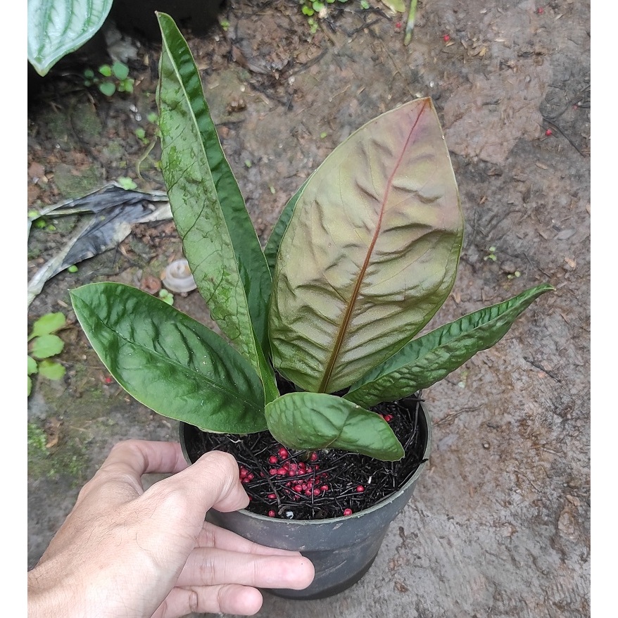 Tanaman Hias Anthurium Neo Superboom Baby / anthurium superbom / anthurium superbum / anthurium supe