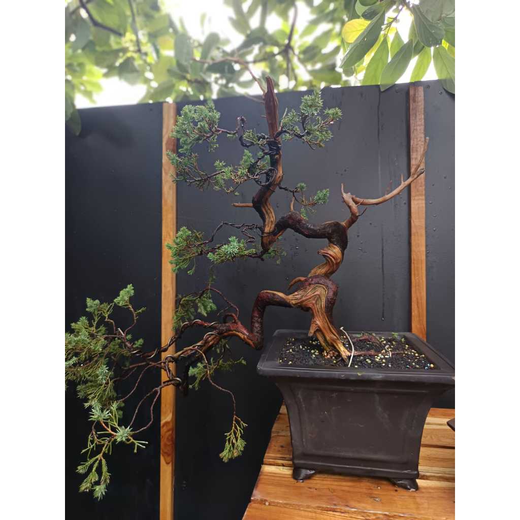 BONSAI CEMARA SINENSIS / JUNIPERUS CHINENSIS