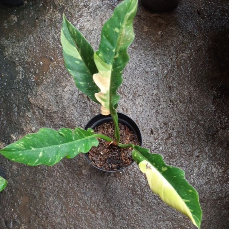 Ring of fire varigata