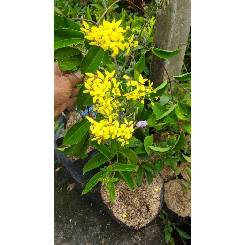 tanaman hias hujan emas merambat / hujan emas rambat