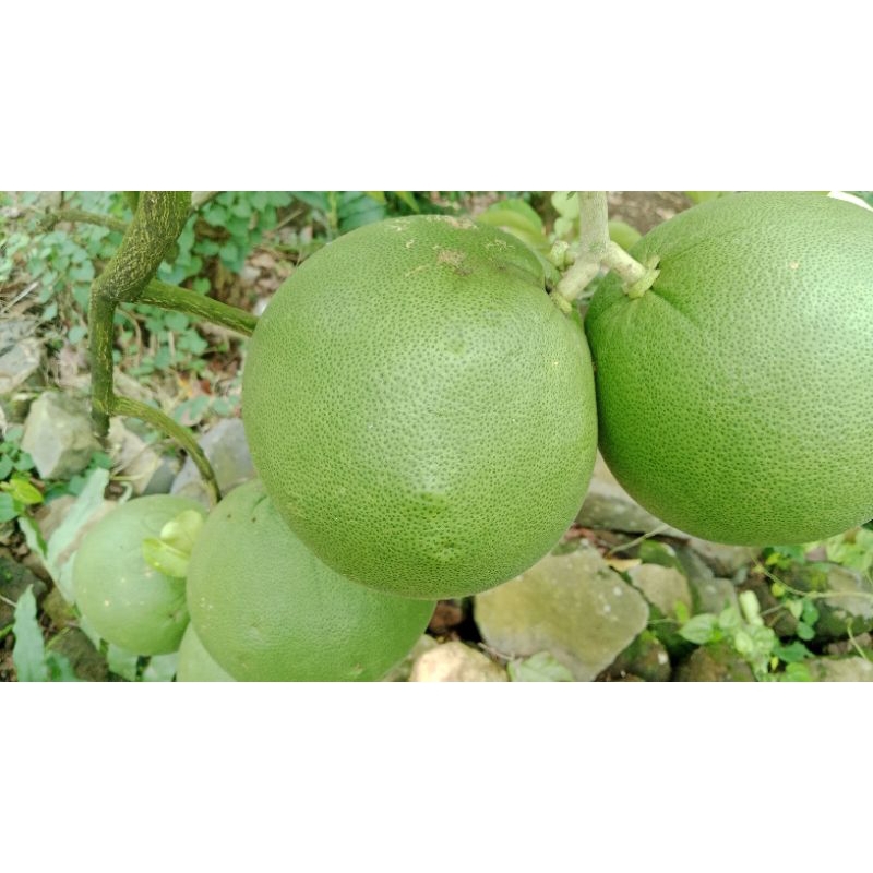 

Jeruk Pamelo Madu