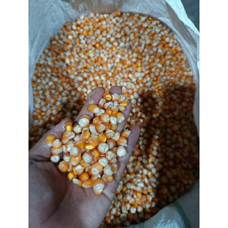 jagung pipil jagung pakan ternak ayam dll