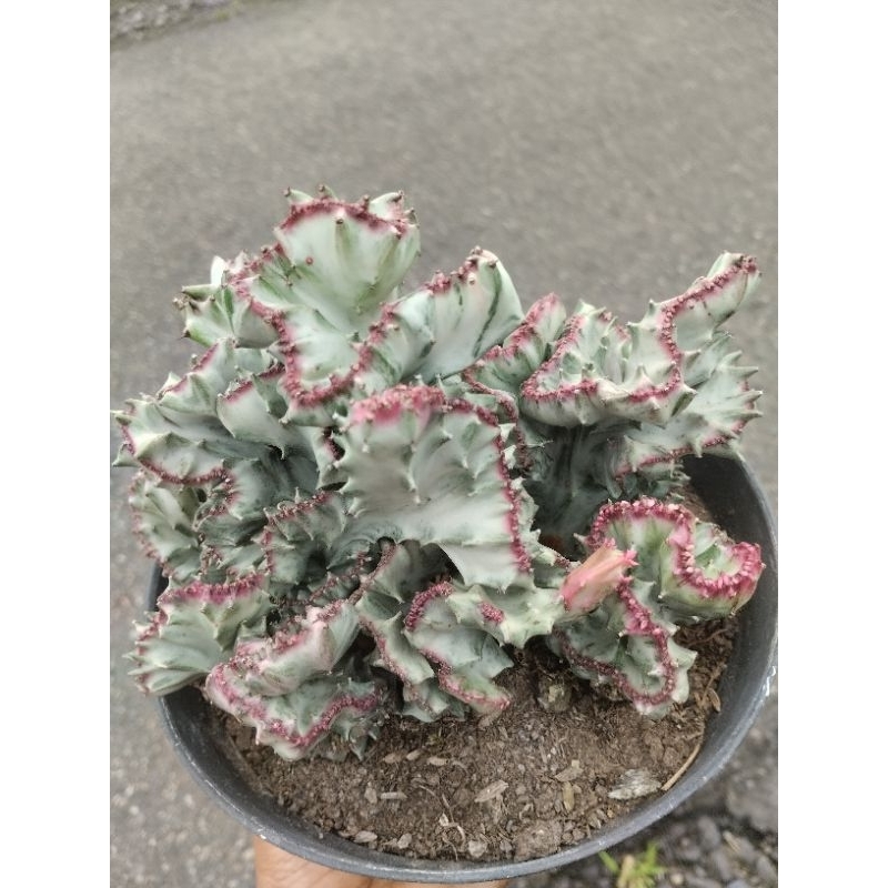 Euphorbia Lactea White Gost/ Kaktus Cristata Putih Ukuran Besar pot 17