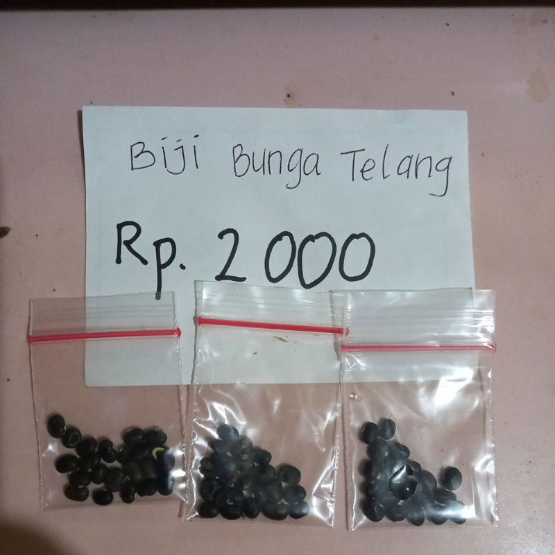 

biji bunga telang