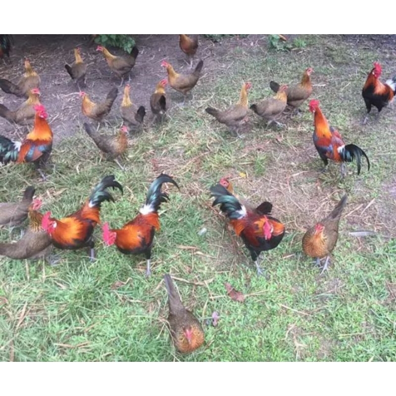 telur fertil ayam hutan merah asli sumatra untuk di tetaskan.