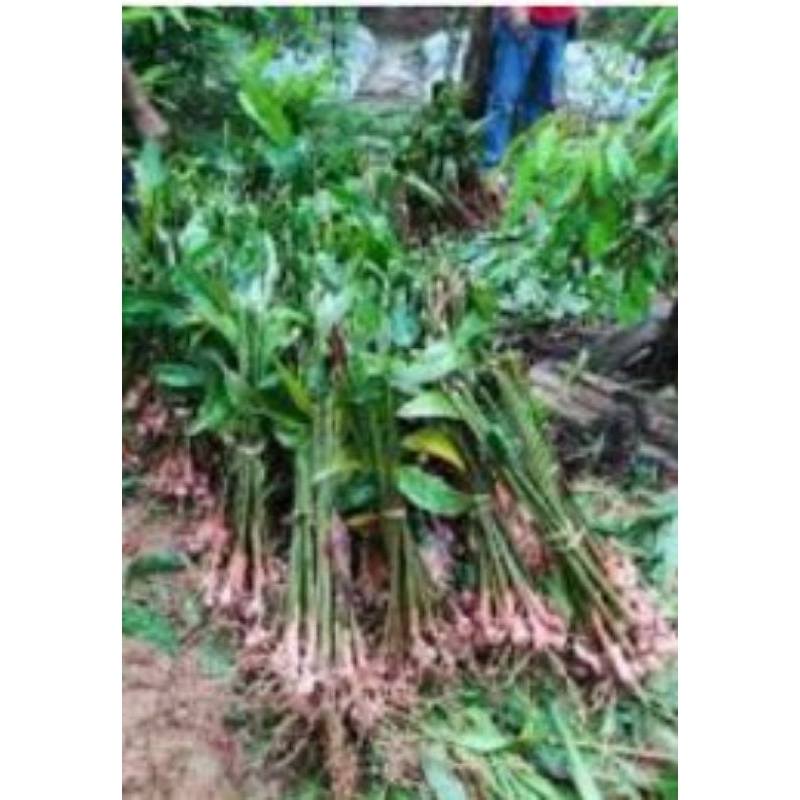 

bibit laos/lengkuas segar 1 pohon