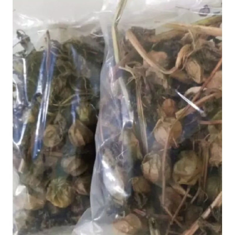 

daun ciplukan kering 100 grm