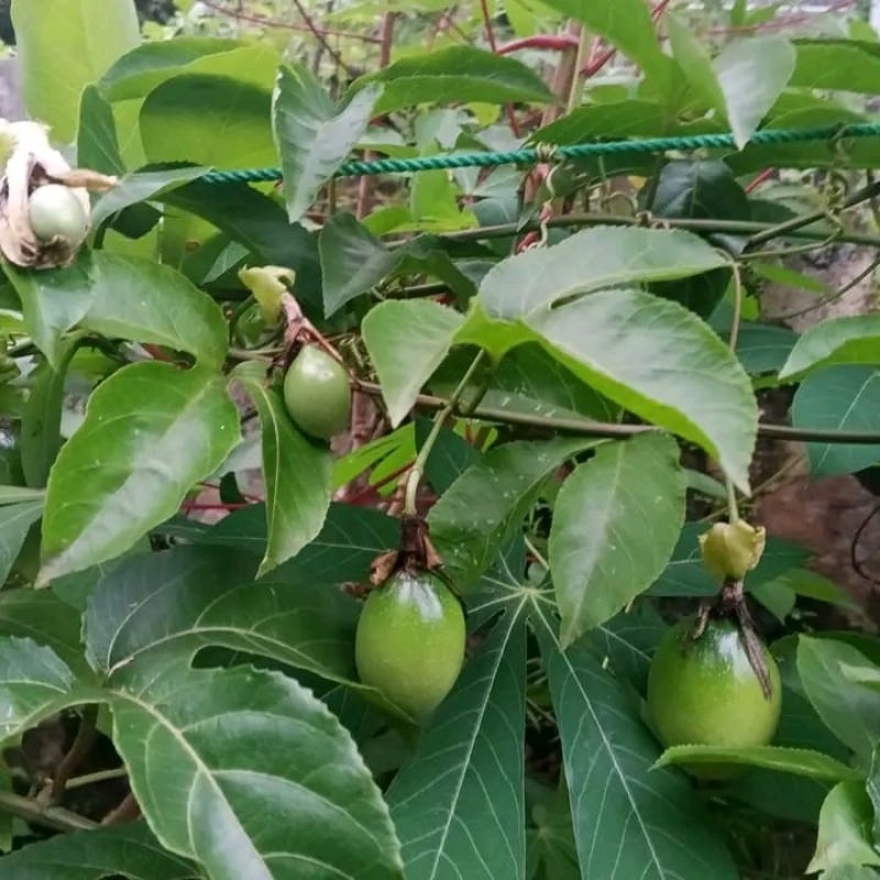 

buah markisa sirsak