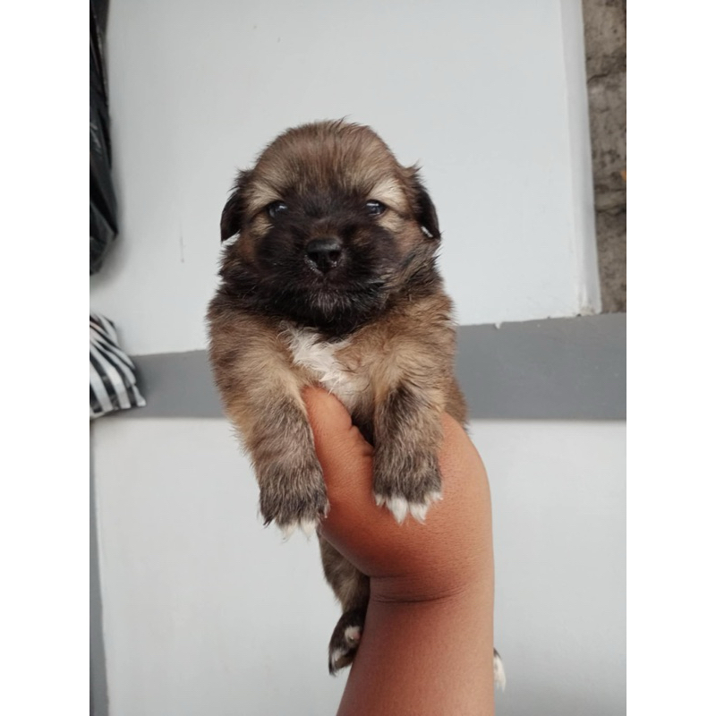 Anjing Puppy Kintamani Mix