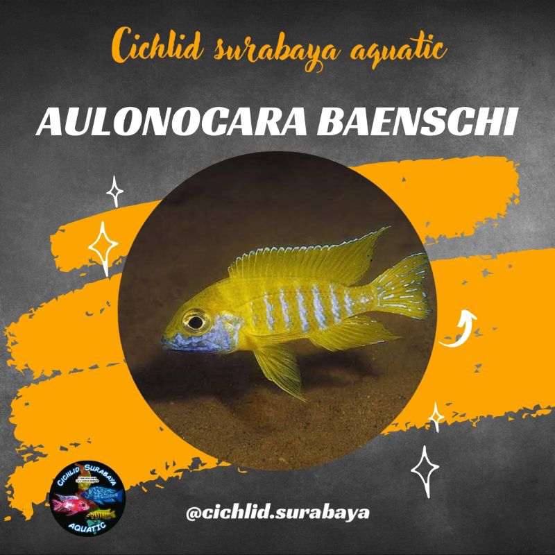 Aulonocara baenschi cichlid